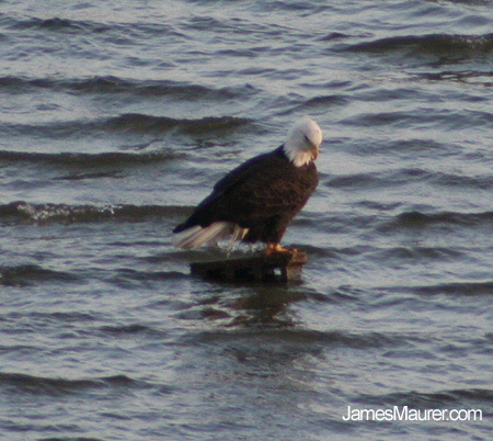 Bald Eagles Facts