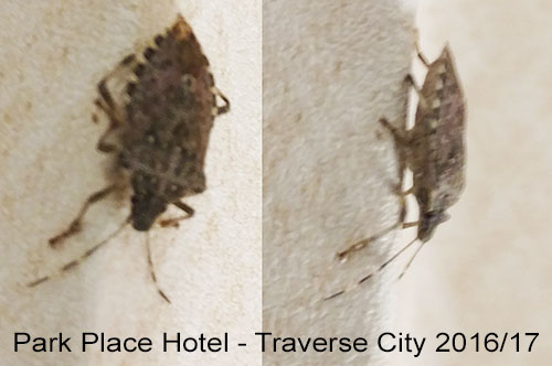 Bug found on wall at Park Place Hotel in Traverse City