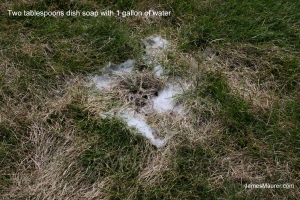 Dead spots in my lawn with soap and water