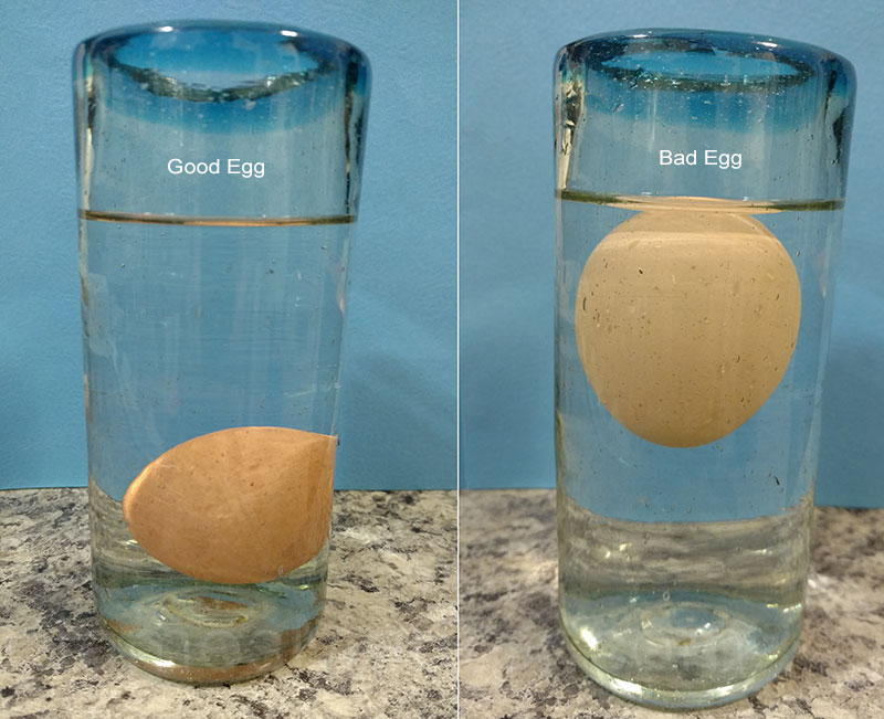 how to test if an eggs is good or bad.