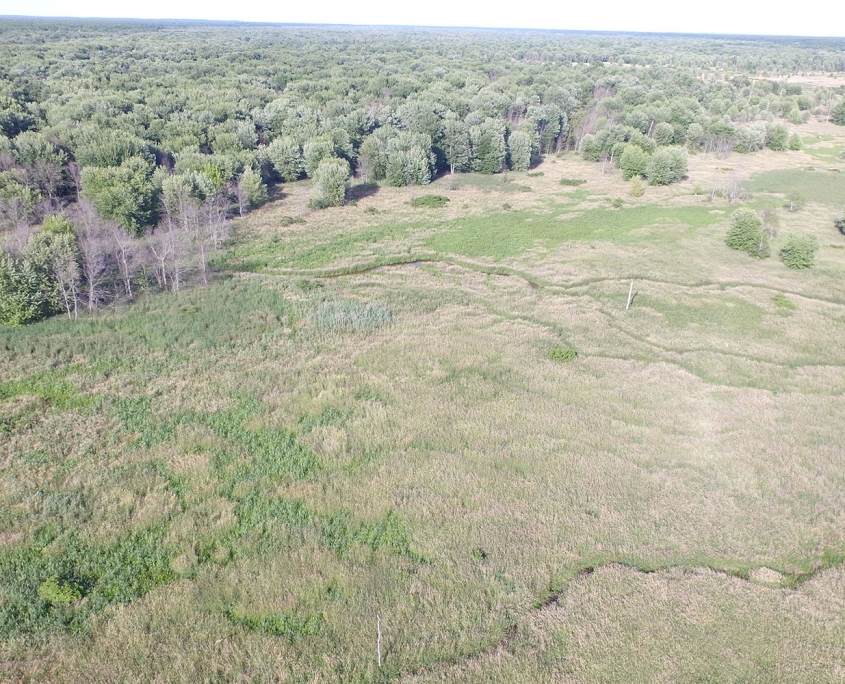 The Muskegon Bush