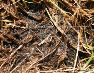 sod webworm dead spots lawn