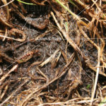 sod webworm pests in my lawn