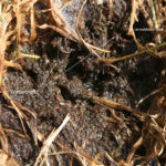 sod webworms in my lawn